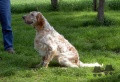 Setter Anglais RADENTIS ZUM Setter Anglais RADENTIS ZUM